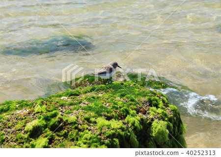 黑腹濱鷸 40252313