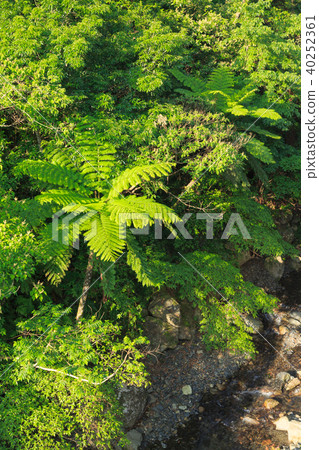 Amami Oshima subtropical plant Hikagehego virgin forest 40252361