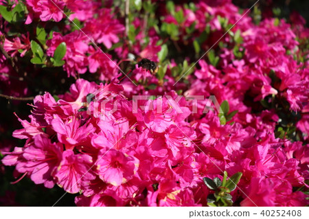 收集杜娟花花的花蜜的蜂 收集杜娟花花的花蜜的蜂 40252408