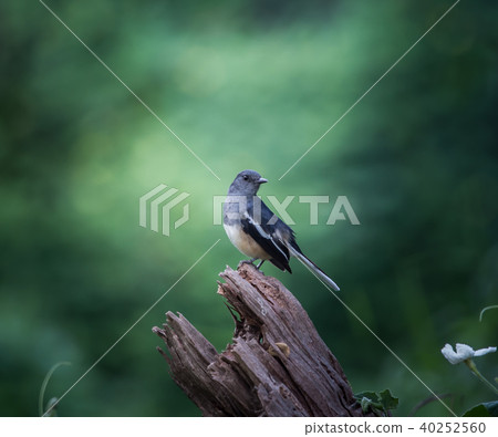 Oriental magpie robin ( Copsychus saularis ) 40252560