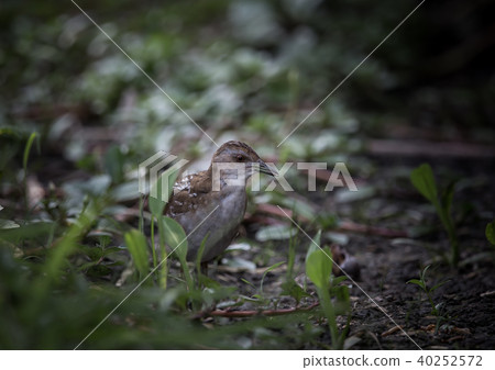 Baillon's Crake ( Porzana pusilla ) 40252572