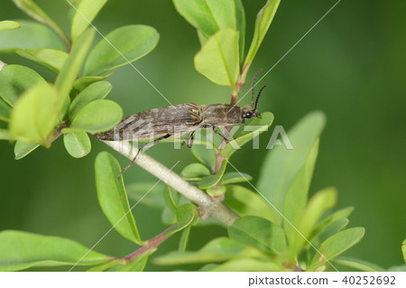 生物昆蟲從側面看時，會強調薄而扁平的形狀 40252692