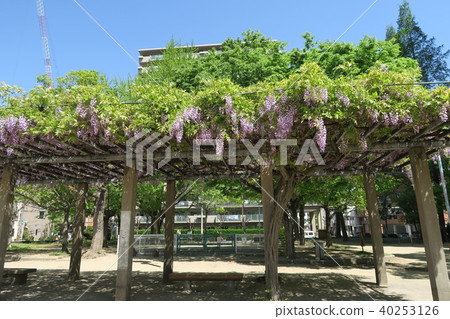 Shojo Park的Noda Fuji 40253126