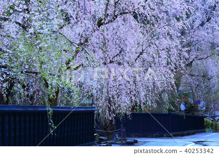 Spring Kakunodate 40253342