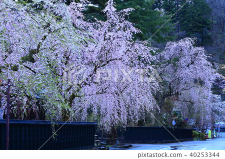 Spring Kakunodate Spring Kakunodate 40253344