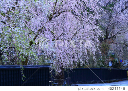 春天角館 40253346