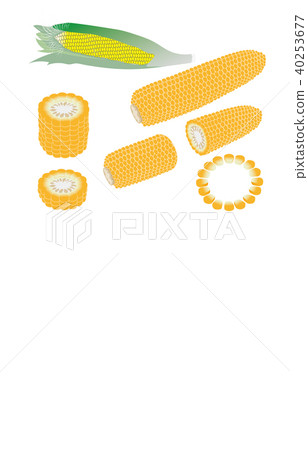 Cut vegetables corn - Stock Illustration [40253677] - PIXTA