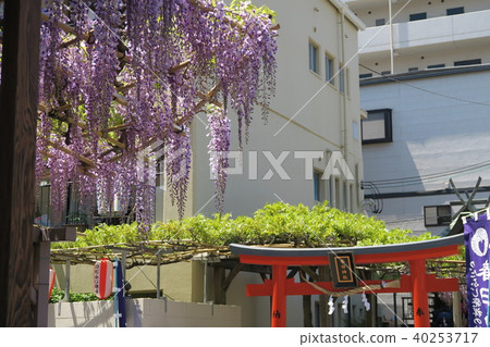 春日神社的野田富士 40253717