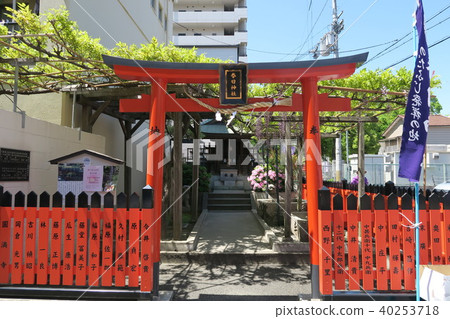 Noda Fuji of Kasuga Shrine 40253718