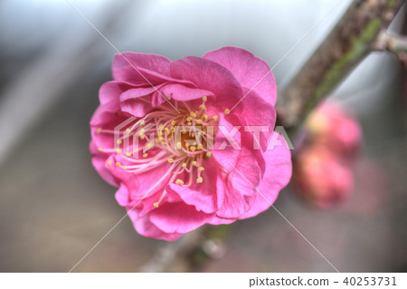 Crimson plum blossoms 40253731