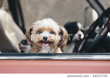 A dog looking from here in a car with a smile 40253770