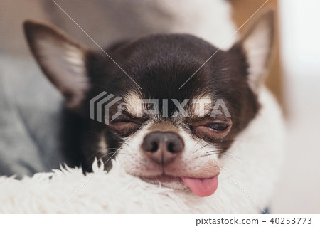 Chihuahua sleeping with tongue out Chihuahua sleeping with tongue out 40253773
