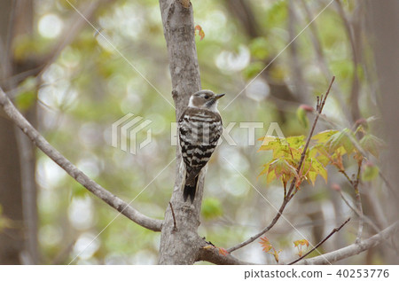 Miyaoka Park Kogera Miyaoka Park Kogera 40253776