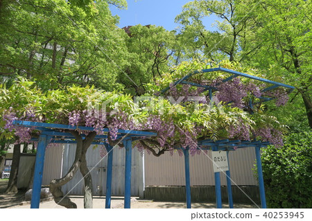 Noda Fuji of Shimo-Fukushima Park Noda Fuji of Shimo-Fukushima Park 40253945