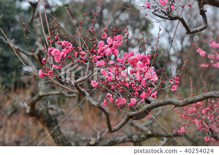 Crimson plum blossoms 40254024