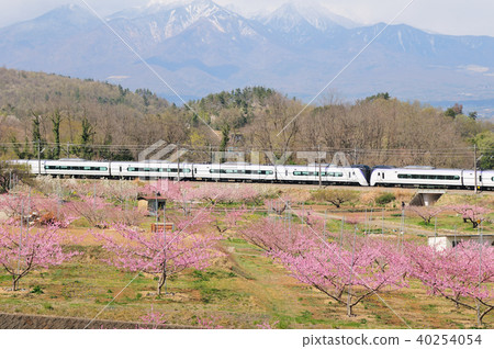 Chuo Line E 353 Limited Express Super Azusa that runs through the peach blossoming Shinfu Togenkyo 40254054