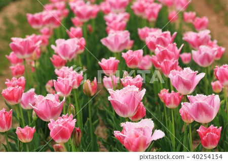 Churippu 9456 Churippu 9456 40254154