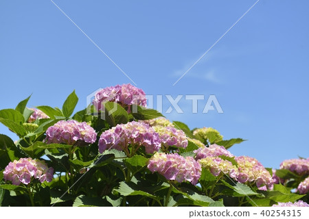 Hydrangea 40254315