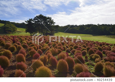 KOKIA KOKIA 40254439