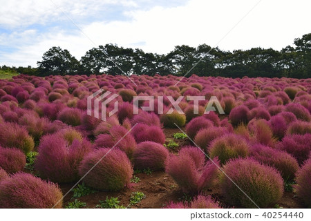 KOKIA KOKIA 40254440