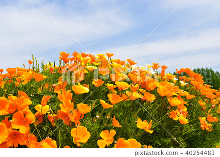 Poppies of Ikoma Plateau 40254481