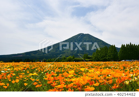 Poppies of Ikoma Plateau Poppies of Ikoma Plateau 40254482