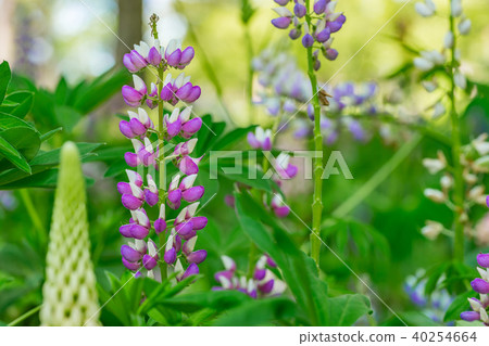 [Sa玉縣]羽扇豆 40254664