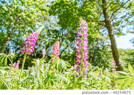 [Sa玉縣]羽扇豆 40254675