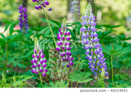 [Saitama Prefecture] Lupine 40254681