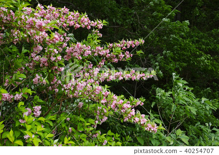 Flowering flowers in full bloom Flowering flowers in full bloom 40254707