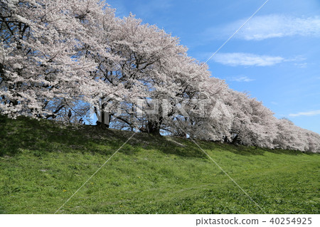 Cherry blossoms on the backbore Cherry blossoms on the backbore 40254925