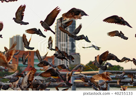 Birds in Bangkok 40255133