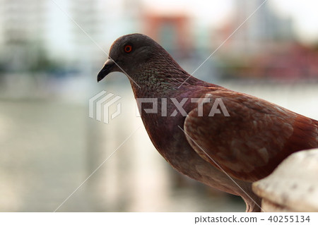 Birds in Bangkok 40255134