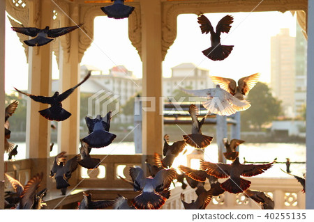 Birds in Bangkok 40255135