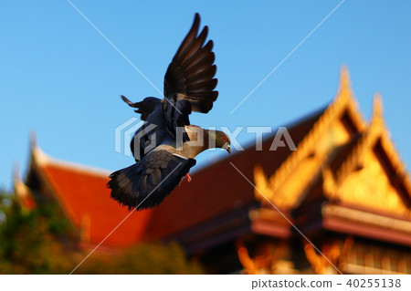 Birds in Bangkok Birds in Bangkok 40255138