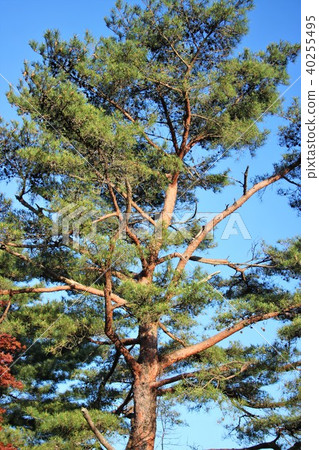 Pine tree Pine tree 40255495