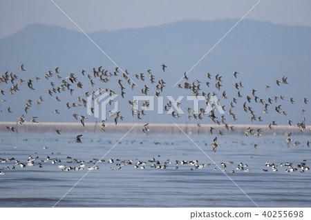 Hamasigi群 40255698