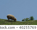 A sheep 40255769
