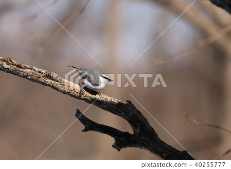 白色鵝切 40255777