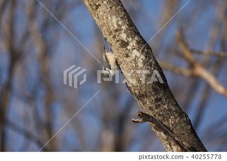 白色鵝切 白色鵝切 40255778