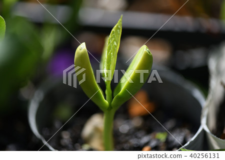 Germination of natto beans 40256131