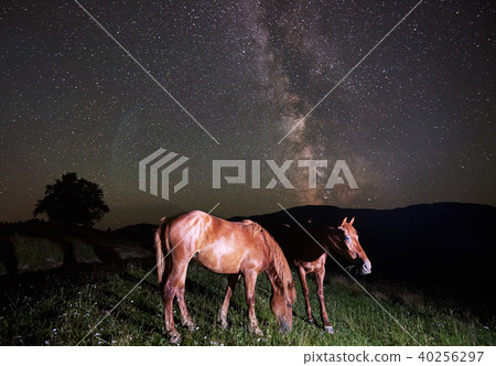 Two horses grazing under night sky full of stars and Milky way Two horses grazing under night sky full of stars and Milky way 40256297