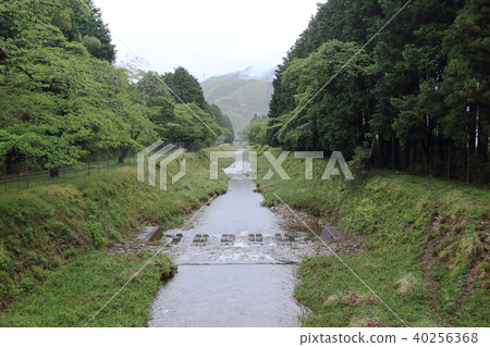 Fresh green of rain Fresh green of rain 40256368