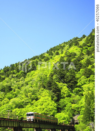 高山主線新鮮綠 高山主線新鮮綠 40257066
