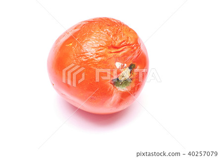 rotten old tomato with mildew 40257079