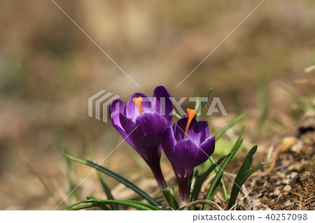 Crocus Crocus 40257098
