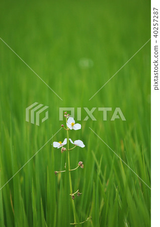 White color of summer rice field 40257287