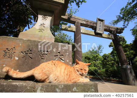 江之島的貓 40257561