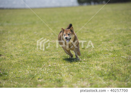 Cute Shiba Inu running on the green grass Cute Shiba Inu running on the green grass 40257700