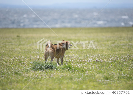 Rear view of a Shiba Inu looking at the sea Rear view of a Shiba Inu looking at the sea 40257701